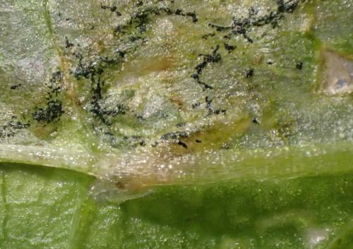 Réf. 341 746 : Ceutorhynchus pallidactylus
